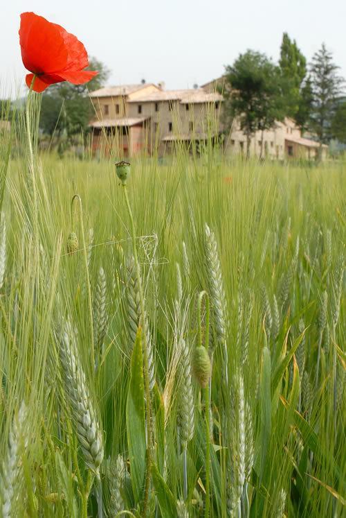 Agriturismo Verziere Villa Fermignano Exterior photo